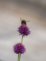 Bee alighting Allium sphaerocephalon