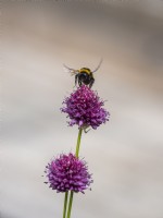 Bee alighting Allium sphaerocephalon