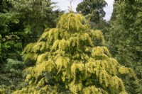 Taxus baccata 'Repens Aurea' at Waterperry Gardens