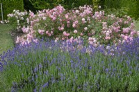 Rosa 'Surrey' and lavandula at Waterperry Gardens