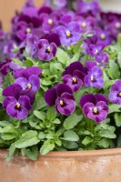 Viola 'Raspberry' - Horned Violet