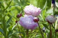 Giverny, France - Paeonia 'Sarah Bernhardt' in Monet's Garden - May 2023