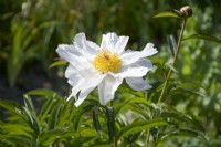Giverny, France - Paeonia 'White Wings' in Monet's Garden - May 2023