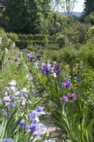 Giverny, France - Monet's Garden - Iris and perennial borders and pathways -  May 2023