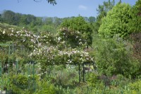 Giverny, France - Monet's Garden - Rosa 'Madame Alfred Carrier' on  Pergolas amidst mixed perennials border -   May 2023