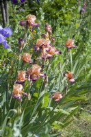 Giverny, France - Monet's Garden - Iris 'Comme Un Sourire' May 2023