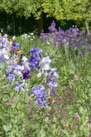 Giverny, France - Iris border in Monet's Garden - Border with lilac and white irises - May 2023