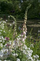 Giverny, France - Foxgloves and sweet rocket bordering the Waterlily Pond in Monet's Garden - May 2023