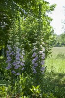 Giverny, France - Foxgloves in Monet's Garden - May 2023