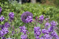 Giverny, France - Allium 'Purple Sensation' and sweet rocket in Monet's Garden - May 2023
