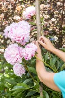 Woman tying in peonies to support