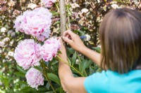Woman tying in Peonies to support