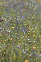 Wild flower garden meadow RHS Wisley