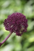 Angelica gigas with wasp