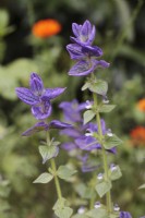 Salvia viridis 'Blue'