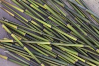 Cut lengths from bamboo plants growing in garden to use as plant supports