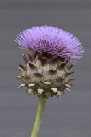 Cynara cardunculus flower head against grey background