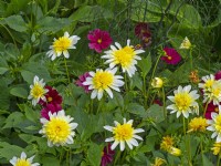Dahlia 'Freya's Paso Doble' and Cosmos in border July Summer