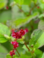 Persicaria chinense var. ovalifolium 'Indian Summer' and Honey bee July Summer