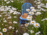  Leucanthemum 'Shapcott ruffles' blue seat and hat in Summer July
