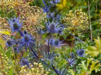 Eryngium bourgatii Sea holly with Allium seed heads July Summer