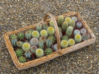 Cactus collection in basket  July Summer