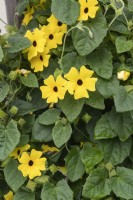 Thunbergia alata 'Lemon Star'  black-eyed Susan vine