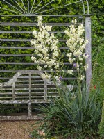 Yucca gloriosa and seating area   July Summer