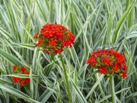 Lychnis chalcedonica Jeruselem Cross and Miscanthus sinensis 'Variegatus' - Japanese Silver Grass  July Summer
