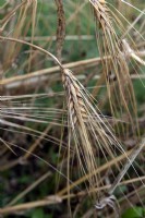 Hordeum vulgare Barley