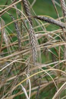 Triticum Durgidum - Durum wheat