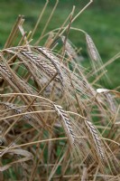 Triticum dicoccum Emmer wheat