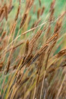 Triticum monococcum Einkorn wheat
