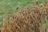 Avena sativa - Common oat