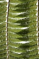 Dicksonia Antarctica - Tree fern