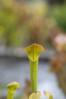 Sarracenia x catesbaei -  Pitcher plant