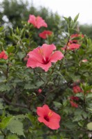 Hibiscus rosa sinensis 'Thekla'