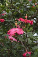 Hibiscus rosa sinensis 'Hawaii'