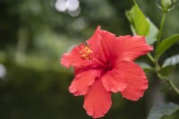Hibiscus rosa sinensis 'Calypso'