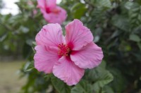 Hibiscus rosa sinensis 'Seminale Pink'
Stamen in focus. 