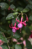 Fuchsia 'Beacon Rosa'
