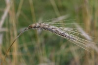 Triticum Durum, Durum wheat