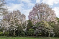Magnolia sargentiana variety robusta and M. dawsoniana flowering in Spring - March