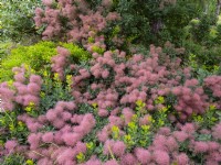 Cotinus coggygria 'Drinkstone Form' July Summer