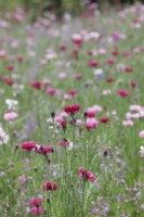 Centaurea cyanus  - Pink Cornflowers