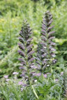 Acanthus spinosus - Spiny Bear's Breeches