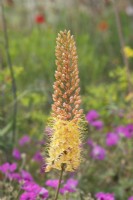 Eremurus - Foxtail Lily