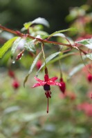 Fuchsia megallinica 'Genii'