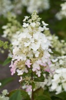  Hydrangea 'Pinky Winky' showing white and blush of pink                            