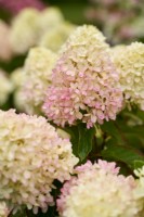 Hydrangea 'Little Fraise' with pink petals in late summer